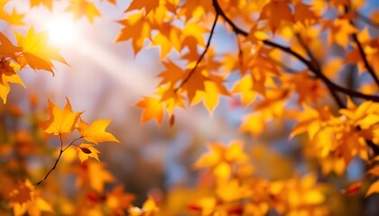 Obraz premium Light, wallpaper, background, autumn, banner, no filter
