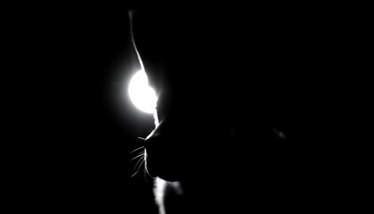 Light, wallpaper, background, dog, no filter, black and white