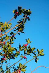 Frutos rojos en ramas de acebo