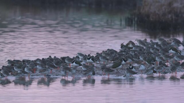 Common Redshank, Tringa totanus and Northern Lapwing, Vanellus vanellus, birds in winter in marshes at dawn