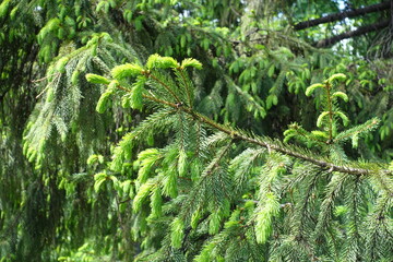 Branch of Picea abies with new growth in May