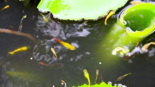 Beautiful cute Poecilia reticulata (Guppy) fishes also known as millionfish ,rainbow fish, are  swimming and eating pellet fish food in lotus pond. At ornamental garden home. Nature background.