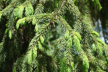 Close up of new growth of Picea abies in May