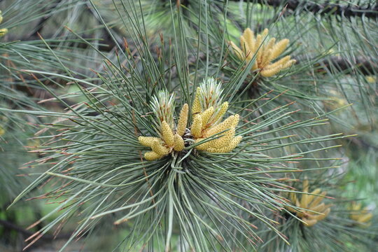 Multiple pollen cones in the leafage of Pinus sylvestris in May