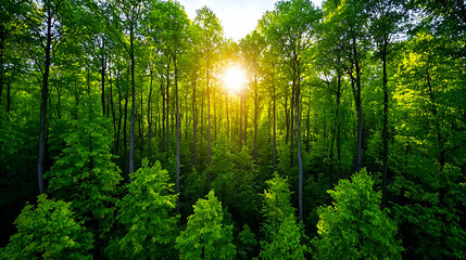 A serene forest scene with tall green trees illuminated by sunlight filtering through the leaves.