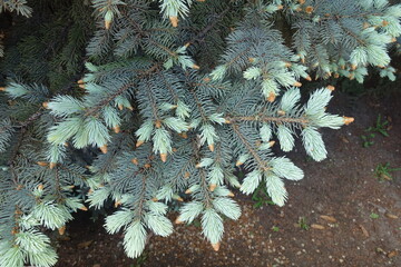 Pale blue new growth on branches of Colorado spruce in May