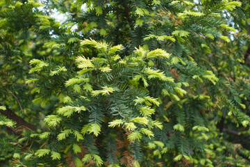 Light green new growth of taxus baccata in May