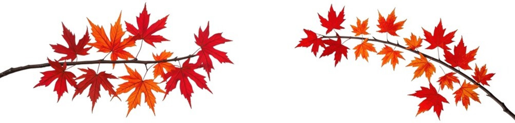 maple leaf branch (png)