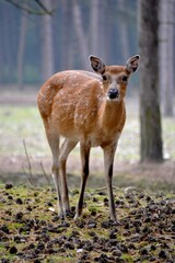 A graceful deer stands in a peaceful forest clearing, its soft brown fur speckled with white spots. The calm atmosphere and muted background create a serene and captivating wildlife portrait.