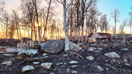 Reindeer grazing in a peaceful Norwegian forest at sunset. The golden light shines through bare trees, illuminating the rugged terrain and creating a breathtaking, tranquil atmosphere in Norway's wild