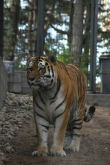 Obraz premium This tiger is walking outdoors in a zoo in early autumn day.