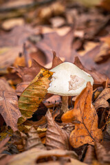Cute small mushroom is hiding under a leaf in the autumn forest Small mushroom growing under lush green leaves in a peaceful forest setting.