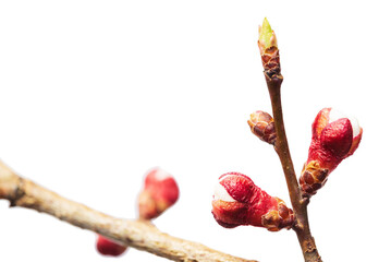Young apricot flower buds on a branch.