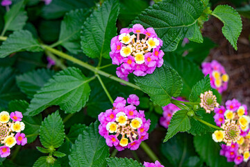 nice close-up of the small, beautiful, pink Lantana Camara in Kemer Turkey (Antalya)