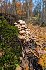 Vertical photo of mushroom collective, symbiotic fungal and moss tapestry on a weathered log. Nature's bounty: mushrooms thrive on old mossy tree stump amid fall foliage. 