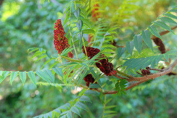 Rhus typhina is growing in garden. Countryside garden. Nature floral background. Stag horn sumac. Small tree that grows in large groups.