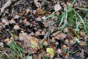 Fototapeta premium feuille d'automne