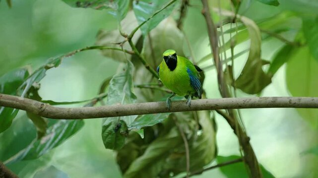 Blue-winged Leafbird bird with nature habitat birdwatching in the forest