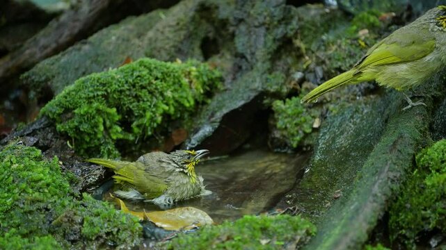 Stripe-throated Bulbul bird with nature habitat birdwatching in the forest