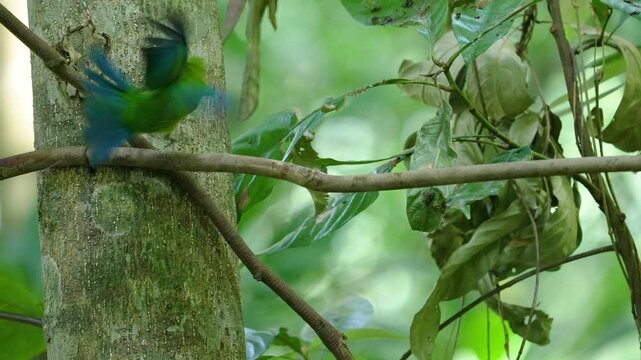 Blue-winged Leafbird bird with nature habitat birdwatching in the forest