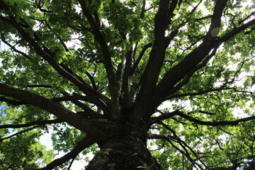 Obraz premium Albero