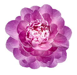 Purple  peony flower isolated on a white  background with clipping path  no shadows. Closeup.  Nature.