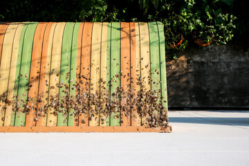 Birds leave behind droppings feces on the awning. Cause dirty and damage to home. This is the cause spread of diseases dangerous to human health.