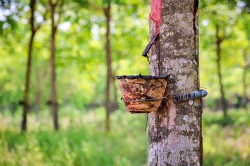 Rubber tree in latex rubber plantation