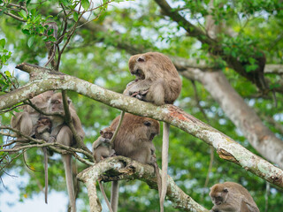 Group of monkeys on the tree