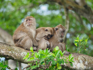 Group of monkeys on the tree