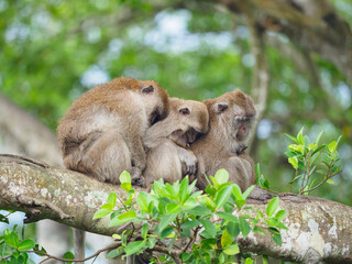 Group of monkeys on the tree