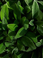 close up of green leaves background