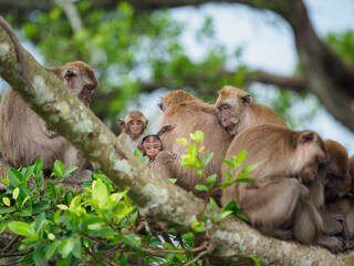 Group of monkeys on the tree