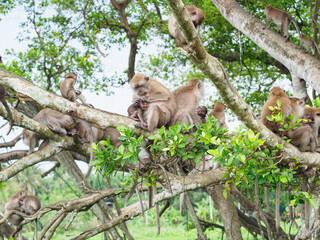 Group of monkeys on the tree