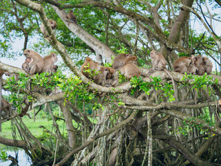Group of monkeys on the tree