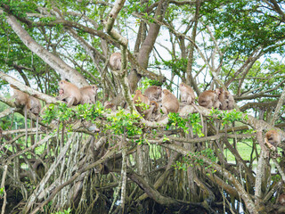 Group of monkeys on the tree