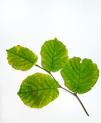 green leaves isolated on white background