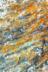 Close-up of a weathered rock surface covered with vibrant orange and yellow lichen, showcasing the intricate textures and colors of natural growth in an outdoor environment.

