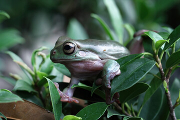 Obraz premium Dumpy frog sitting on a leaves, green tree frog side view, cute amphibian close up
