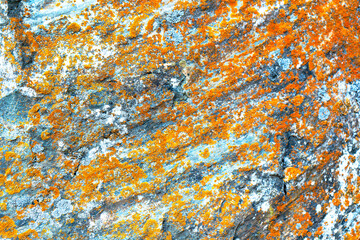 Bright orange and yellow lichen spread across a rugged rock surface, emphasizing the vivid colors...