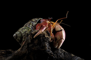 close-up of a beautiful hermit crab, Coenobita clypeatus