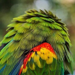 Obraz premium Detailed macro of a parrot's brightly colored feathers in sharp focus.