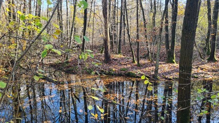 Paysage de molières inondées dans une forêt de châtaigniers de la vallée de Chevreuse à l'automne