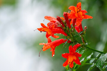 Campsis radicans