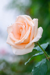 Rose couverte de rosée