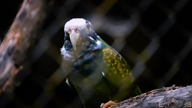 Pionus senilis (loro corona blanca)