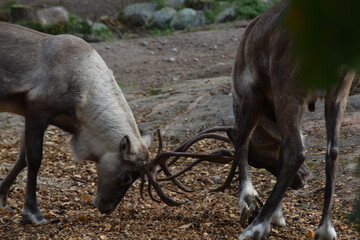 You can see two forest deer in the picture. It looks like they are battling with each other.