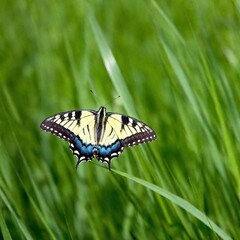 A full shot photo of a butterfly navigating through a field of tall grasses, soft focus making the background grasses appear as a soft green blur, high angle shot looking down to show the butterfly's 