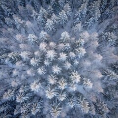 aerial shot of beautiful winter forest with snow covered trees