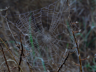 Telaraña